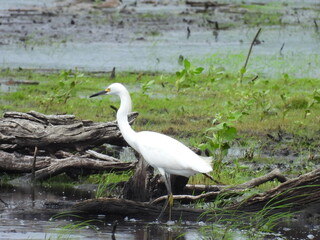A snowy egret hunting the wetlands for prey to eat. Bombay Hook National Wildlife Refuge, Kent County, Delaware. 