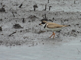 Semipalmated Plover living within the wetlands of the Bombay Hook National Wildlife Refuge, Kent...