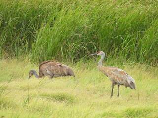 A pair of sandhill cranes living within the wetlands of the Bombay Hook National Wildlife Refuge,...