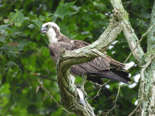 A bird of prey, Osprey perched on a branch, within the woodland forest of the Bombay Hook National Wildlife Refuge, Kent County, Delaware.