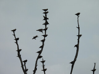 The silhouette of tree branches, with a flock of birds perching to weather the storm. Bombay Hook National Wildlife Refuge, Kent County, Delaware.