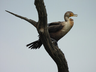 A juvenile, double-crested cormorant perched on a branch within the wetlands of the Bombay Hook National Wildlife Refuge, Kent County, Delaware.