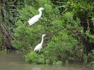 A pair of snowy egrets living within the wetlands of the Bombay Hook National Wildlife Refuge, Kent County, Delaware.