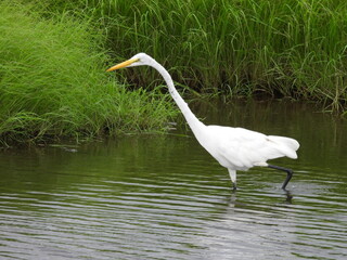 Great egret living within the wetlands of the Bombay Hook National Wildlife Refuge, Kent County, Delaware.