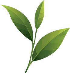 Green tea leaves on a stem, isolated on a white background