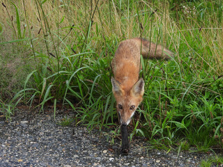 A wet, red fox, roaming the wetlands of the Bombay Hook National Wildlife Refuge, during a break in the rain, lingering remnants of Tropical Storm Debby. Kent County, Delaware.