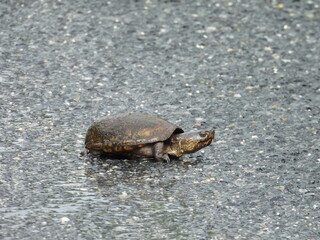 Eastern mud turtle crawling across a road, within the wetlands of the Bombay Hook National Wildlife Refuge, Kent County, Delaware.