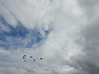 Storm clouds forming in a blue sky, with the silhouette of a small flock of Canadian geese fly across the sky. Bombay Hook National Wildlife Refuge, Kent County, Delaware.