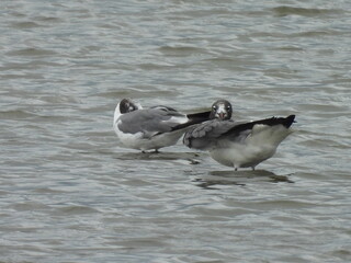 A pair of laughing gulls relaxing within the shallow, wetland waters of the Bombay Hook National Wildlife Refuge, Kent County, Delaware.
