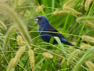 A blue grosbeak perched within the wetland vegetation. Bombay Hook National Wildlife Refuge, Kent Copunty, Delaware.
