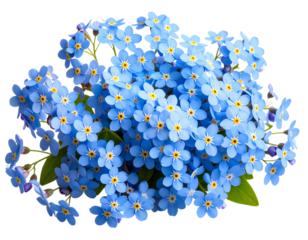Delicate forget-me-not png charming forget-me-not png vibrant forget-me-not png transparent background.
