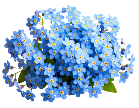 Delicate forget-me-not png charming forget-me-not png vibrant forget-me-not png transparent background.