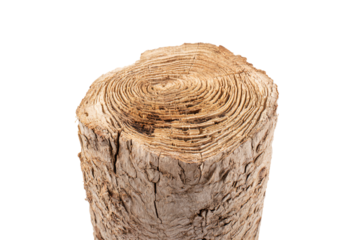 a close up of a tree stump with a white background