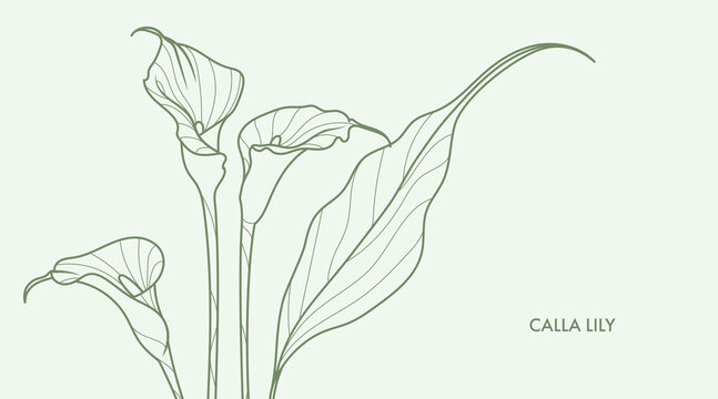 Calla lillies line art drawing. Minimalistic style exotic flowers and leaves bouquet. Best for wedding invitation. Luxury flower illustration.