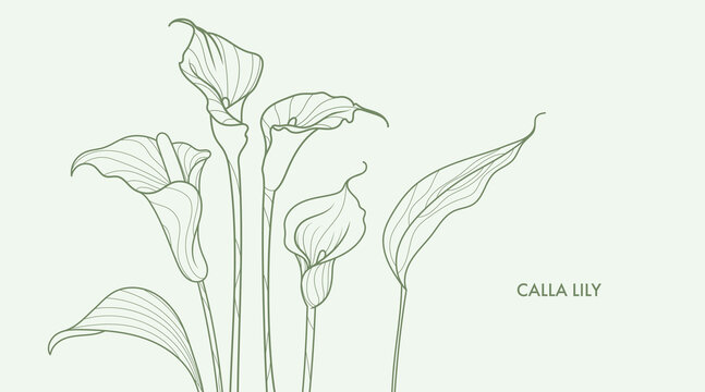 Calla lillies line art drawing. Minimalistic style exotic flowers and leaves bouquet. Best for wedding invitation. Luxury flower illustration.