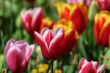 Bunte Blumen 