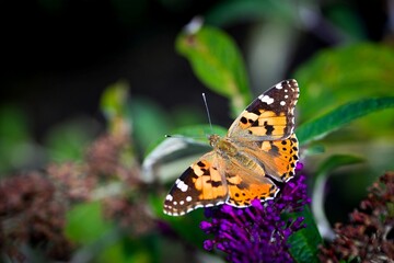 Vanessa cardui.
Beautiful colorful butterfly drinks nectar from a butterfly bush flower - close-up...