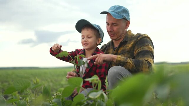Father and son in organic soya field. Family bonding outside over soya farming. Learning organic farming techniques. Family teamwork in soya field. Father teaching son about organic agriculture.