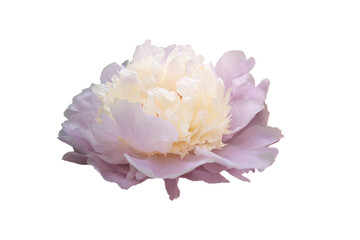 a single pink and white flower on a white background