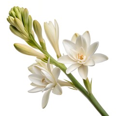 Obraz premium Bouquet of white tulips and isolated lily of the valley flowers in a spring garden setting