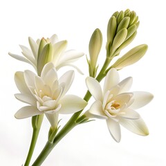 Obraz premium Bouquet of white tulips and isolated lily of the valley flowers in a spring garden setting