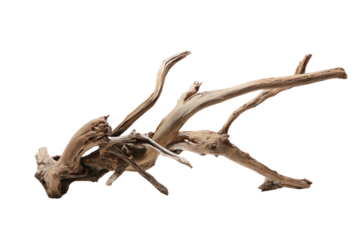 a piece of drift wood with a bird on it