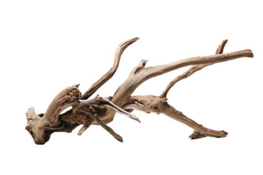 a piece of drift wood with a bird on it - Powered by Adobe