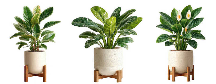 Three potted green houseplants with lush foliage are displayed in white textured ceramic pots on wooden