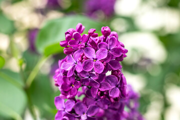 Purple lilac blossoms with a soft green and white bokeh background