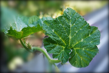 Juicy leaf of ripening pumpkin on a blurred background.