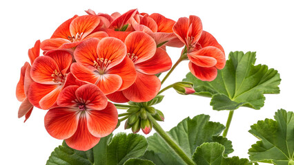 Orange flower red petals vibrant color natural lighting detailed texture