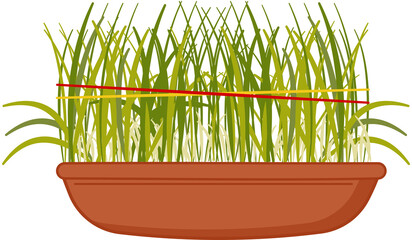 barley grass for Navratri puja indian festival 