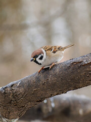 Close up of a sparrow sitting on a tree branch in winter in a park. Wildlife, Birds