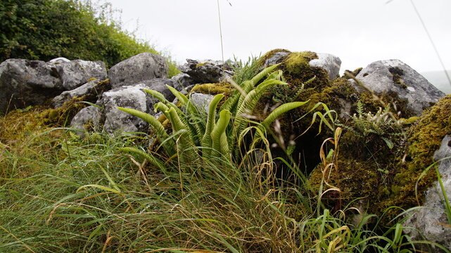Farn an Steinmauer