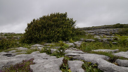 Burren mit Hecke