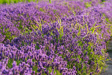 Fototapeta premium Close up, macro view of vibrant purple lavender flowers in soft evening sunlight. Golden light, delicate texture and fragrant essence of blooming plants in full summer. Natural background, lanscape
