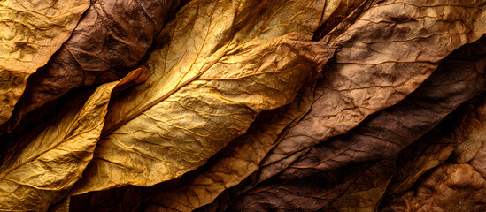 Close up of dried tobacco leaves in rich golden brown tones overlapping to create an abstract natural texture for backgrounds and designs
