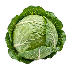 A vibrant green cabbage head freshly picked and isolated on a clean white background Perfect for food and agriculture concepts