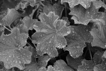 Frauenmantel im Sommer nach einem Regen Schauer mit Tropfen aus Wasser