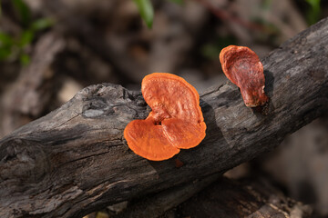 Pycnoporus sanguineus mushroom on a tree trunk