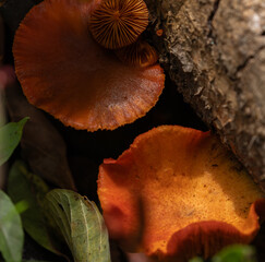Orange color mushroom on tree trunk