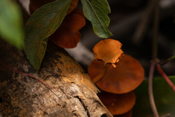 orange mushroom eaten by an animal in the forest