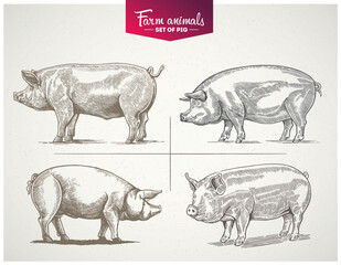 Set of vector illustrations of a pig in a graphic (engraving) style. Ideal for branding, or food packaging design.