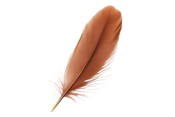 Detailed Brown Feather Isolated Transparent White Background
