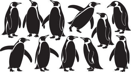 Obraz premium Black penguins standing and walking white