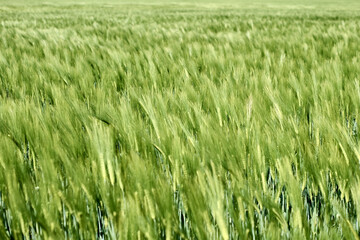 Vibrant green wheat fields stretching into distance with line of bright sky filled with clouds, reflecting endless possibilities and freedom