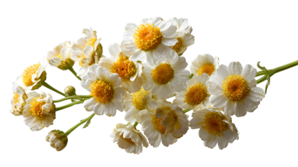 feverfew flower cluster isolated PNG on white background for seamless botanical overlays, wedding invitations, scrapbooking, and modern graphic design