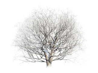 Acer pseudoplatanus, also known as maple, is a tree native to Central Europe. Winter season. Isolated tree on a transparent background. 