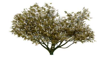 Aesculus californica, commonly known as the California buckeye or California horse chestnut, Isolated tree on a transparent background. Autumn season.