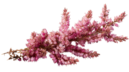 heather flower blossom cluster isolated on transparent PNG background